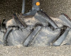 Yanmar FX235D Tractor japonez mic (12)